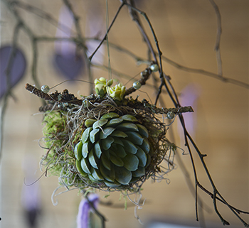 h�ngende haver kokedama